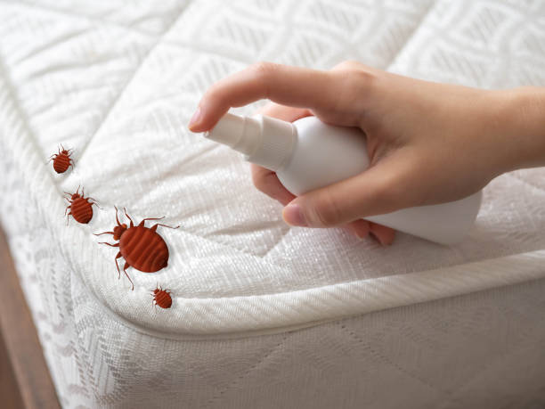 Best Bed Bug Extermination  in Canaan, CT